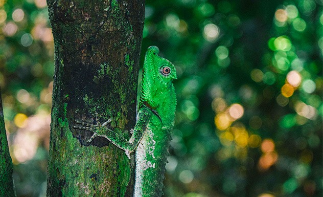 Kanneliya Rainforest trek with lunch in a lake - Experience - Sri Lanka In Style